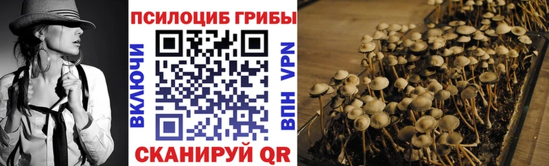 закладки  Михайловка  Псилоцибиновые грибы GOLDEN TEACHER 